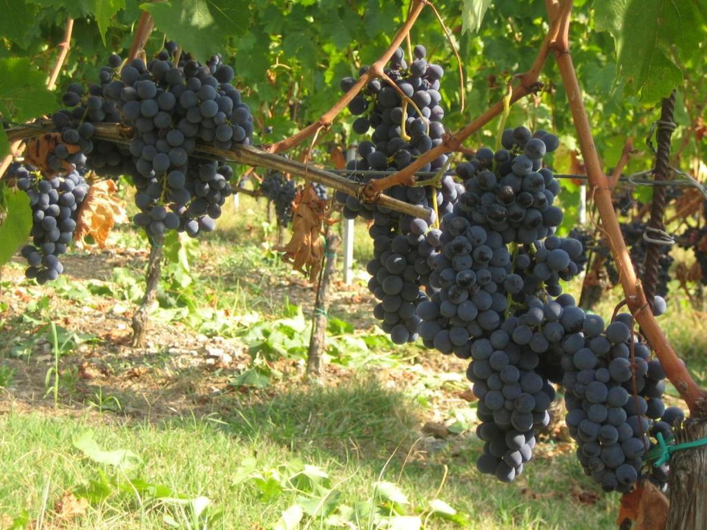 Fattoria Di Rignana Winery Bnb Greve in Chianti Exterior photo